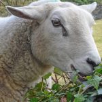 sheep grazing