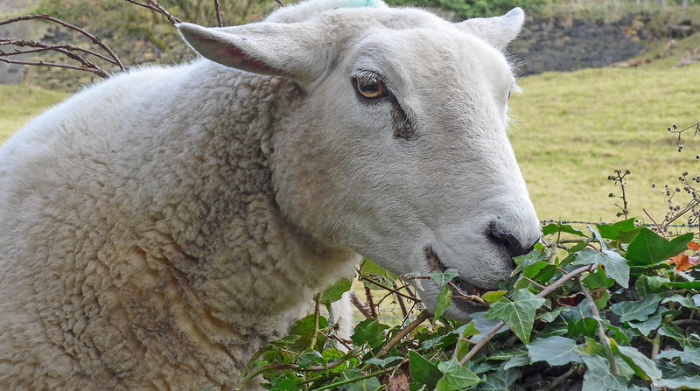 sheep grazing