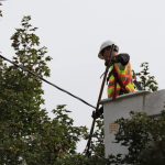 vegetation management