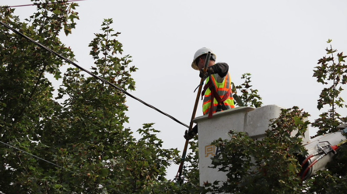 vegetation management
